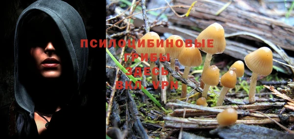 крисы Абаза